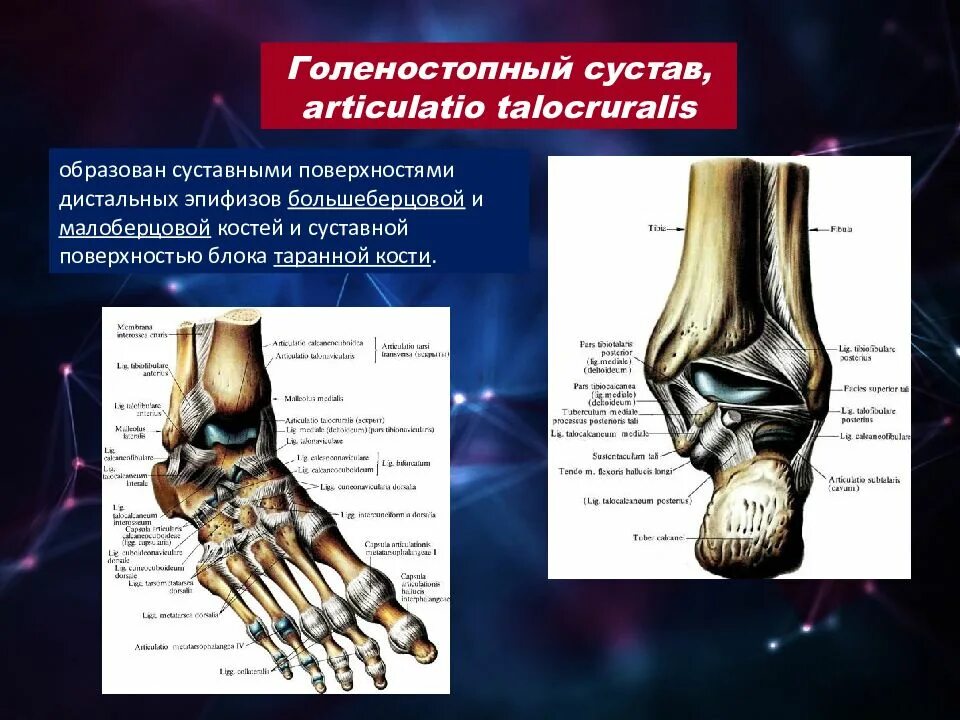 Голеностопный сустав, articulatio talocruralis. Голеностопный сустав суставные поверхности. Голеностоп анатомия кости. Анатомия голеностопного сустава блоковидный.