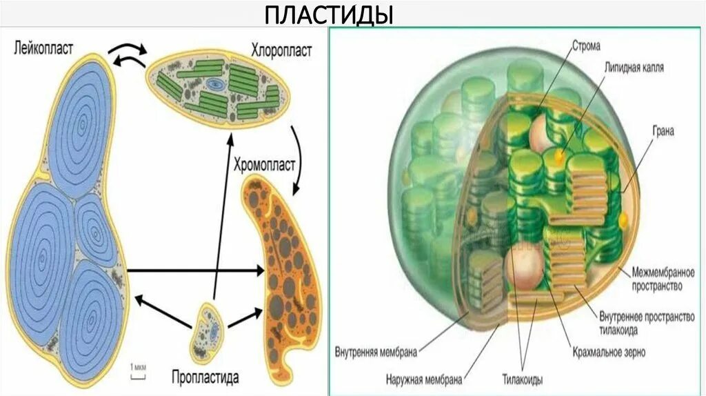 Формы пластид. Пластиды лейкопласты строение. хлоропласты хромопласты лейкопласты. хлоропласт хлоропласт лейкопласт. пластиды хлоропласты хромопласты лейкопласты строение.