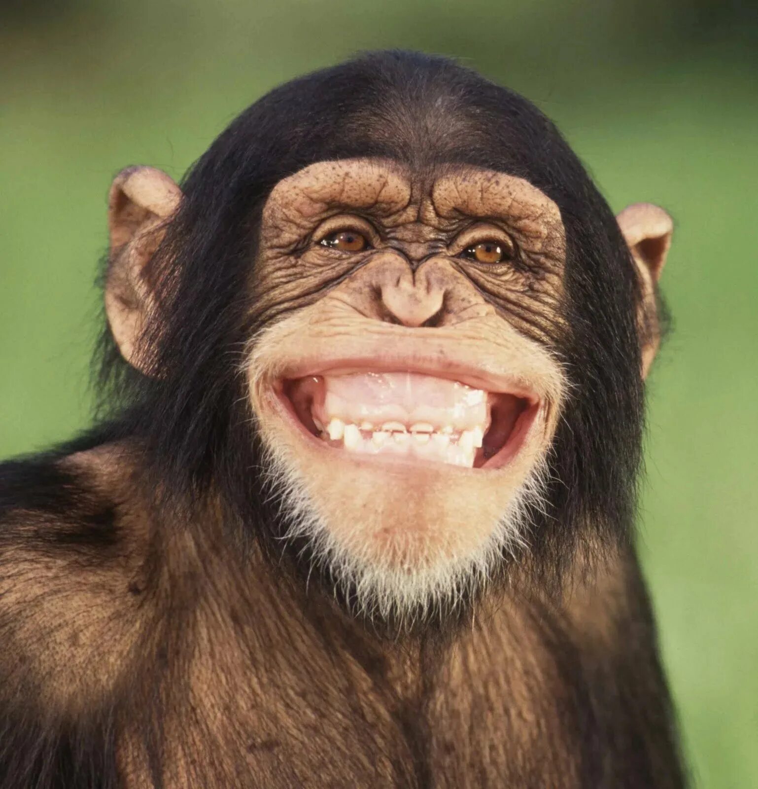 Улыбка шимпанзе. Обезьяна улыбается. Шимпанзе улыбается. Мартышка улыбается. Animals emotions