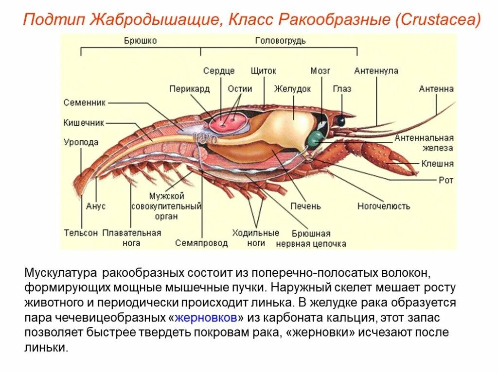 Наружный хитиновый покров разделенное на отделы тело. Строение сердца ракообразных. Нервная система ракообразных 7 класс. Строение систем ракообразных. Поджелудочная железа у ракообразных.