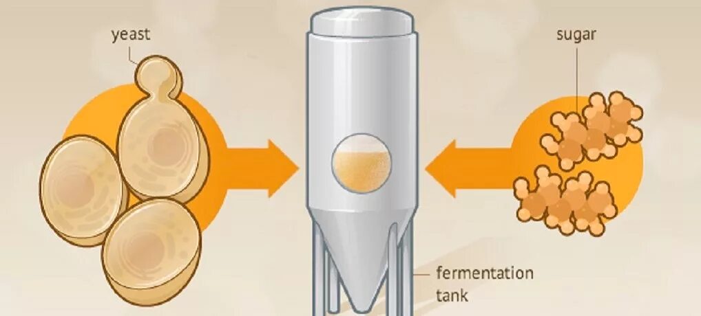 Yeast fermentation. Fermentation Tank in uk. Ras ferment. What os fermentation.