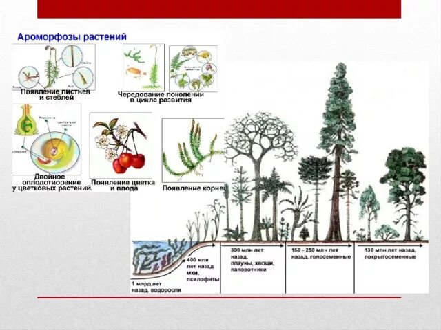 Рассмотрите рисунок основные. Эволюция растительного мира и ароморфозы растений таблица. Ароморфозы в эволюции растений таблица. Важнейшие ароморфозы растений. Ароморфозы в эволюции растений.