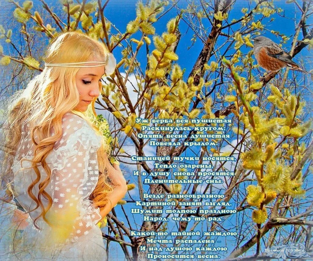 Черемуха цветет. Весной красив песня. Весной красив песня. Весенняя мелодия. Цветущие сады весной.