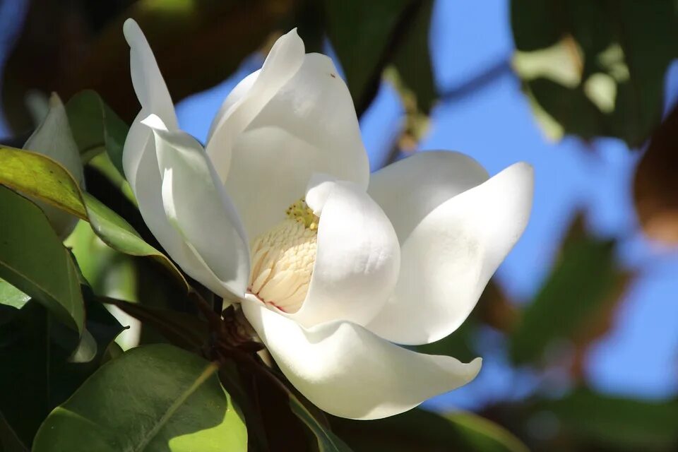 Магнолия обратнояйцевидная magnolia obovata. Магнолия грандифлора цветы. Магнолиевые растения. Магнолия черноморская растение. Магнолия белая цветок.