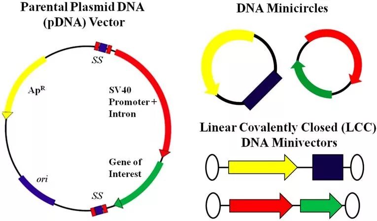 Плазмида кольцевая днк. Вектор плазмида. R плазмида строение. Plasmid DNA. Plasmid DNA vector.