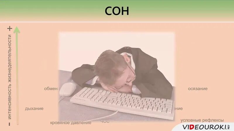 Биологические ритмы сон и его значение. Дутова ритмы сна. сон и его значение videouroki. сон и его значение в жизни человека проект 9 класс биология.