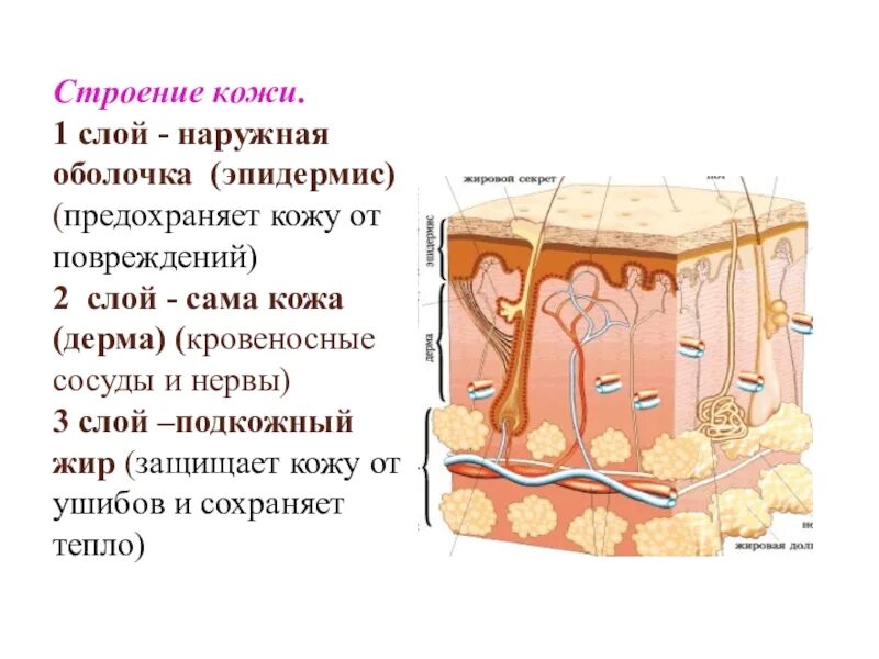 Подкожный слой кожи функции. 1 слой кожи эпидермис. слои кожи структура слоев кожи. строение наружного слоя эпидермиса. строение наружного слоя кожи эпидермиса.