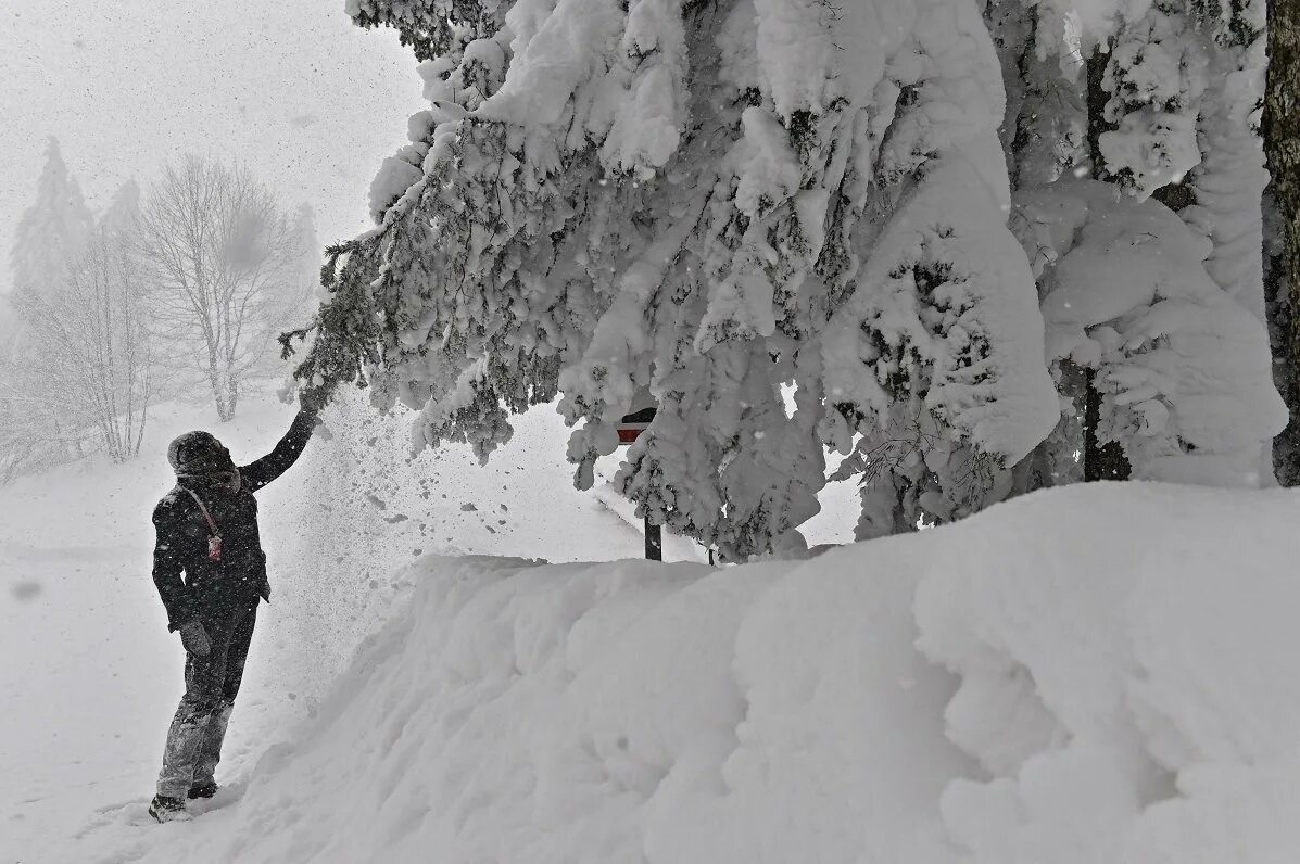 Сильный снег в лесу. Сильный снег в лесу. Сильный снегопад в лесу. Снег. Метель зимой.