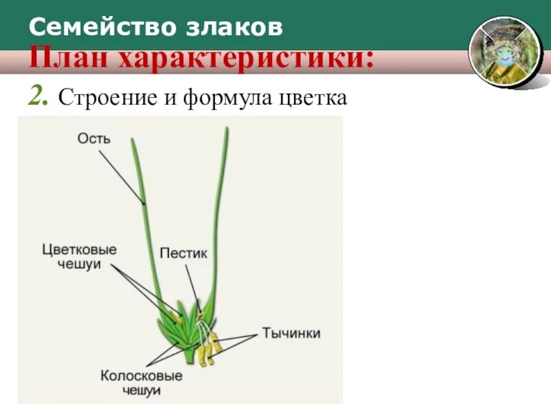 Какая формула цветка семейства злаки. Строение цветка злаков. Семейство злаковые строение цветка. Семейство злаки строение цветка. Строение цветка злака.