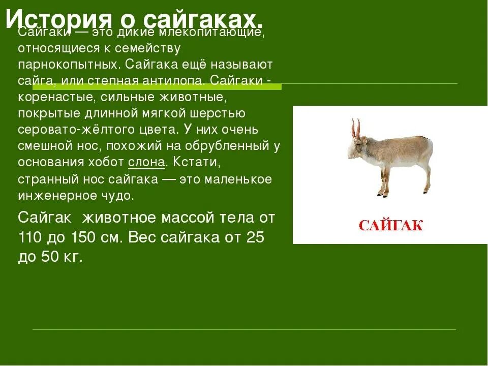 Где живет сайгак природная зона. Сайгак описание. Сайгак в Ростовской области красная книга. Сайга (Сайгак) млекопитающие. Сообщение о сайгаке.