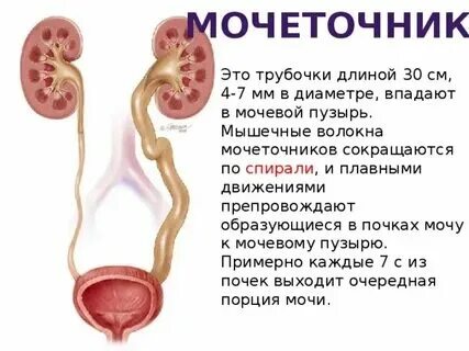 Поступление мочи в мочеточники образование мочи