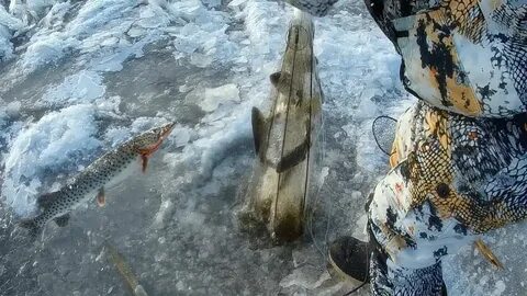 Хапуга зимой видео