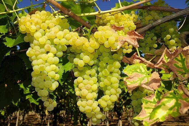 Виноград солярис описание сорта Фитостудия-63.ру