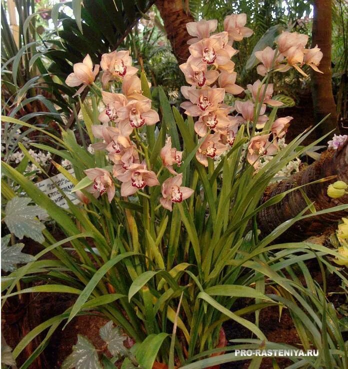 Орхидея Цимбидиум. Цимбидиум растение. Цимбидиум Мэджик Фогель. Орхидея Цимбидиум зеленая.