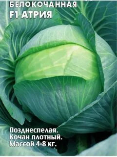 Фото капусты атрия