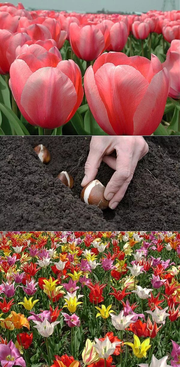Вырастить тюльпаны. Сажаем тюльпаны. Тюльпаны в луковице цветов. Посадка тюльпанов.