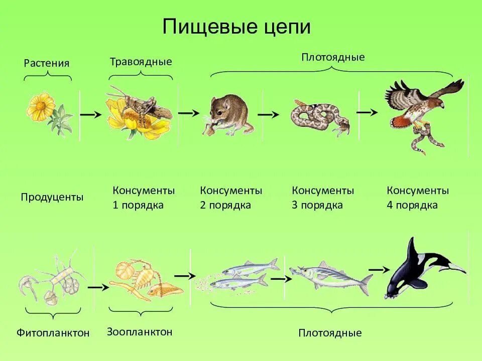 Назовите все звенья пищевой цепи