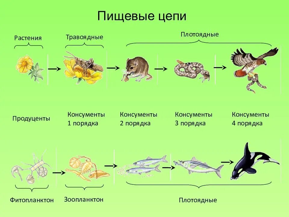 Пищевая цепочка в природе 5 класс биология. Цепь питания растение травоядное хищник. Цепь питания 5 звеньев. Автотрофы звено пищевой цепи. Схема цепей питания организмов.