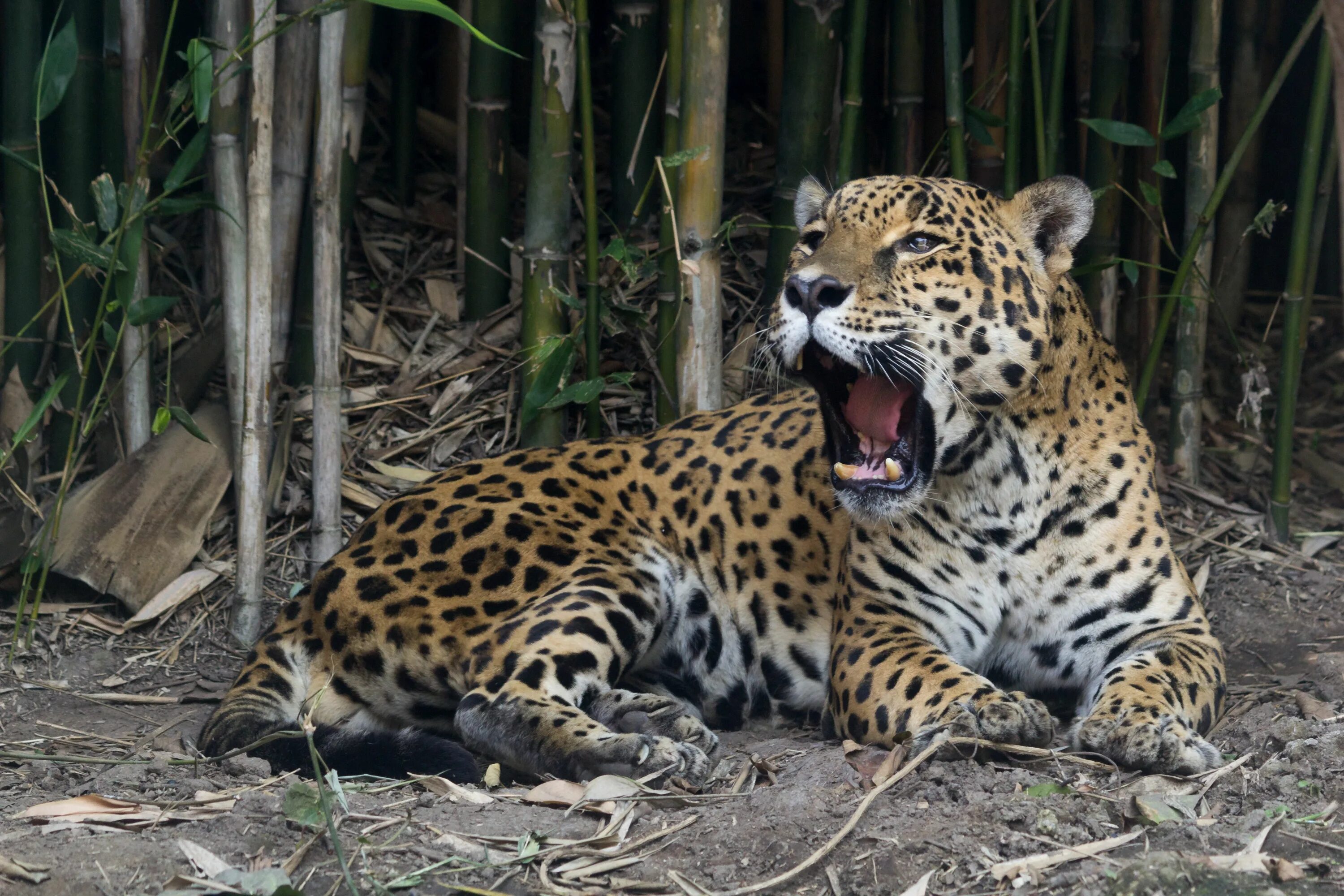 Зоопарк Чапультепек в Мехико. Ягуар самка. Ягуар в Мексике. Panthera onca.