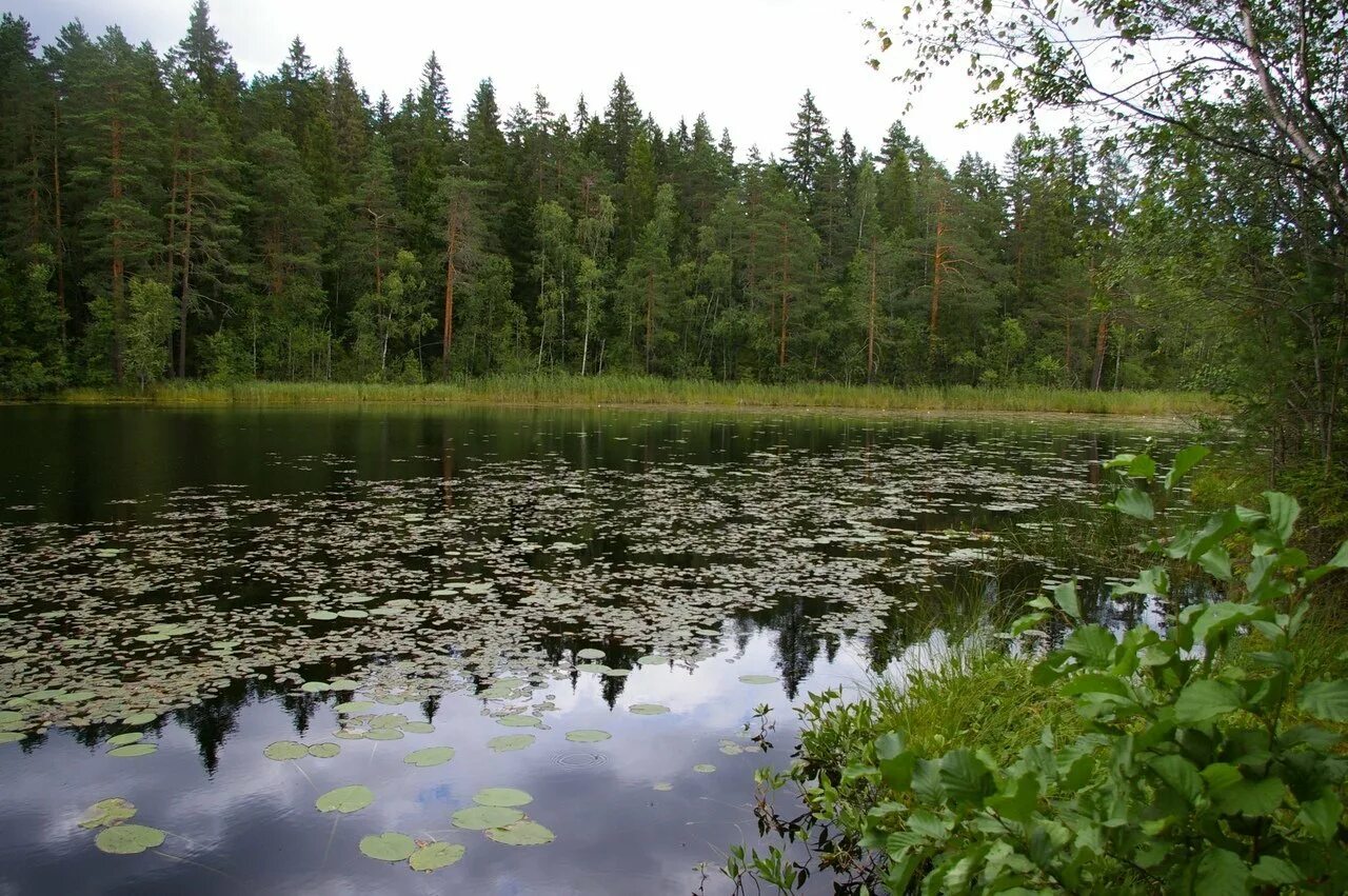 Шарья озеро шарское. Озера возрождение. Новое озеро в возрождении. Урмия краснодарский край. Озеро гвардейское ленинградская область.