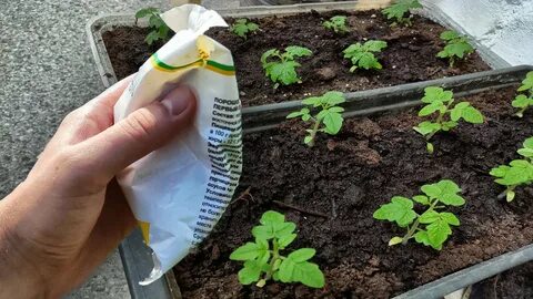 Чем полить рассаду чтобы росла