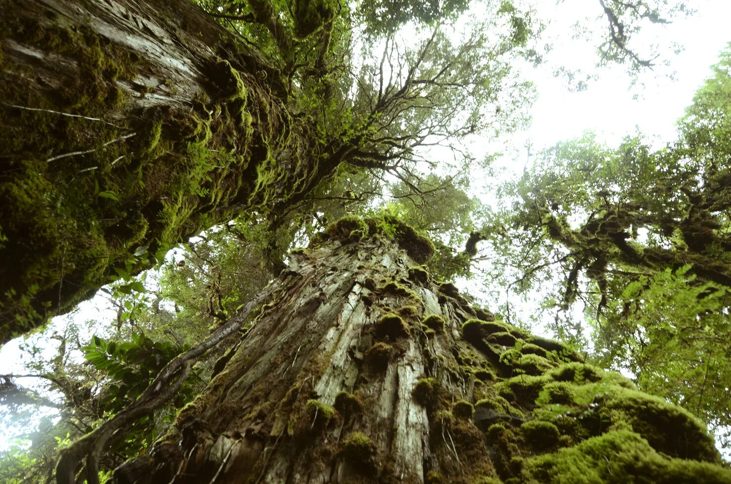 древнее дерево 6 букв. самое старое дерево в екатеринбурге. сосна мафусаил. древнее дерево 6 букв. сосна остистая мафусаил.