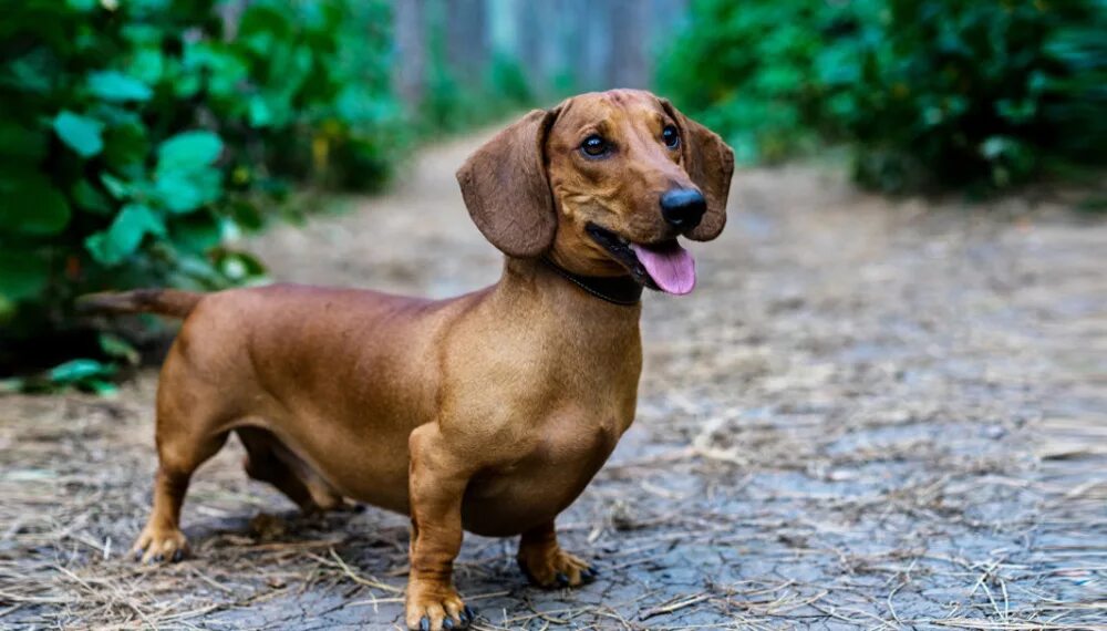 Как выглядит собака породы такса Pin on Dachshunds