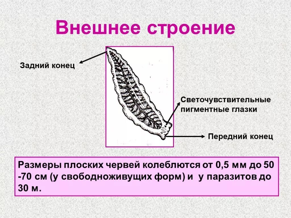 Внешнее строение плоских червей. Внешнее и внутреннее строение плоских червей. Внешнее строение червей Тип плоские черви. Внешнее строение плоского червя.