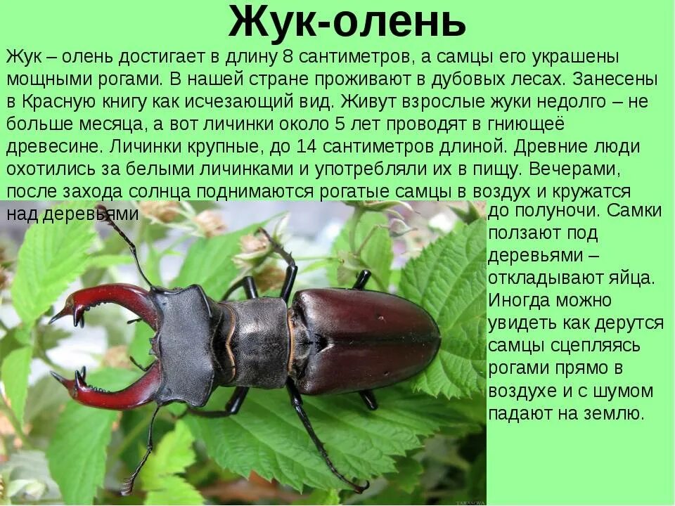 Краткое содержание жучки