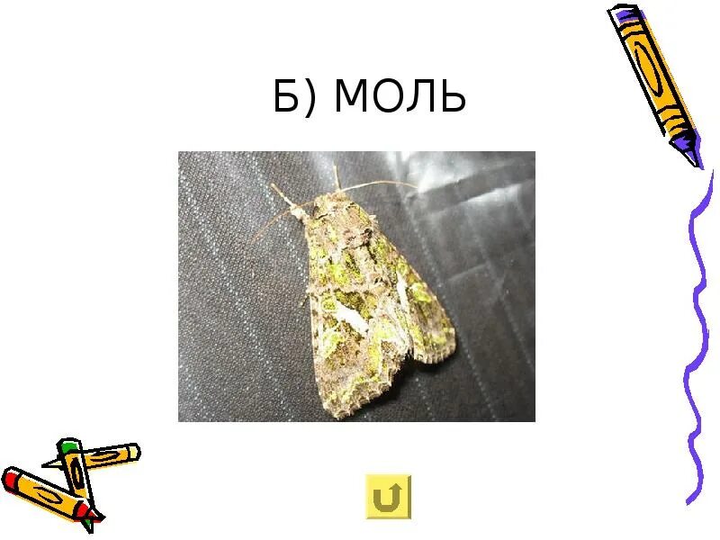 B моль кг. Б моль. моль слово. моль буква. метаграмма моль.