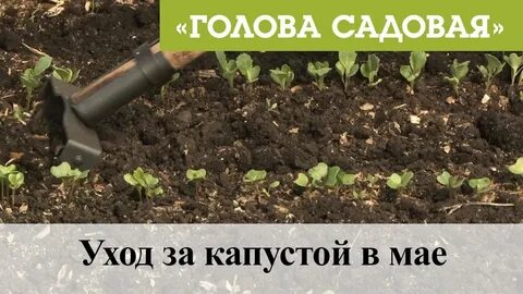 Когда посадить капусту в мае 2024