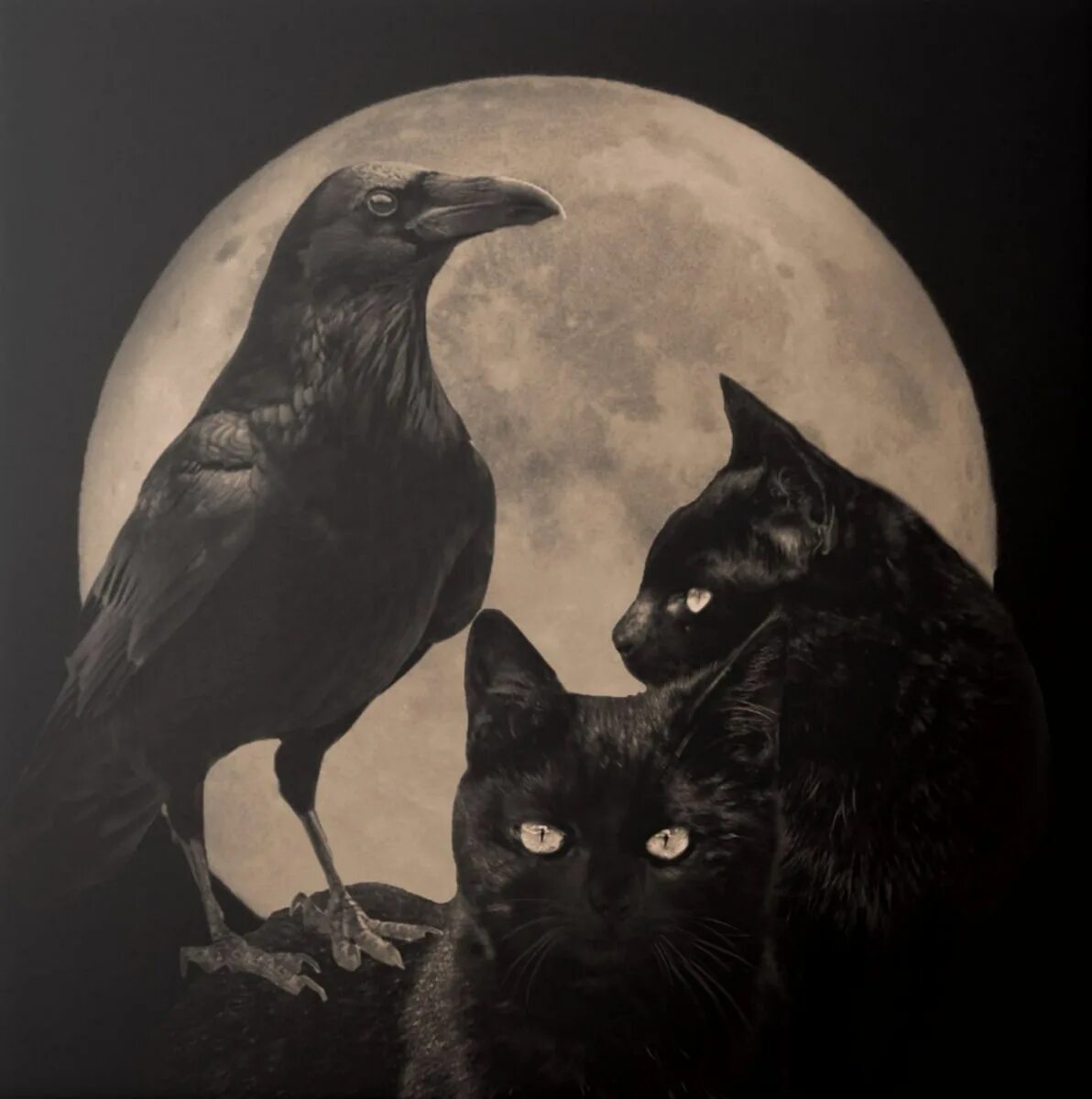 Эскиз ворона. Кот и ворон арт. Черный кот ворона. Черная кошка с крыльями. Ворона и кошка.