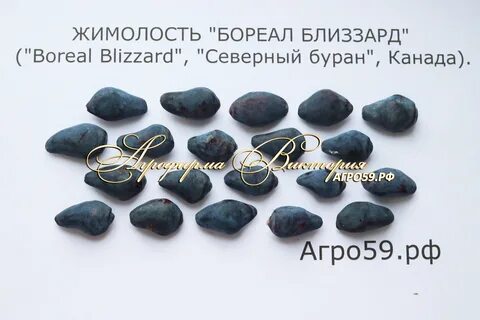 Жимолость близзард