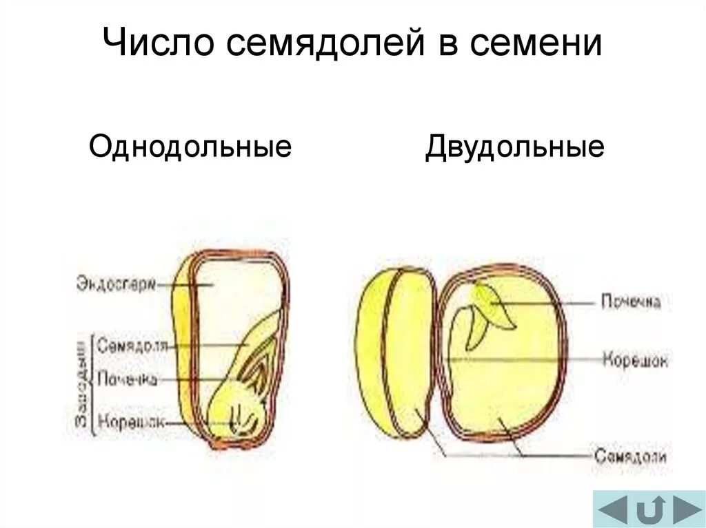 Какое число семядолей у двудольных почему. Сколько семядолей у однодольных. число семядолей в семени. семядоля однодольных. семядоля у однодольных растений.