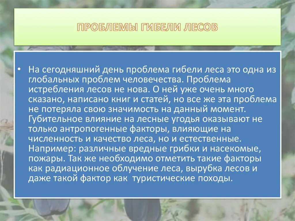Пути решения лесных проблем. Проблемы лесов. причины гибели лесов. пути решения проблемы лесов. гибель лесов пути решения.