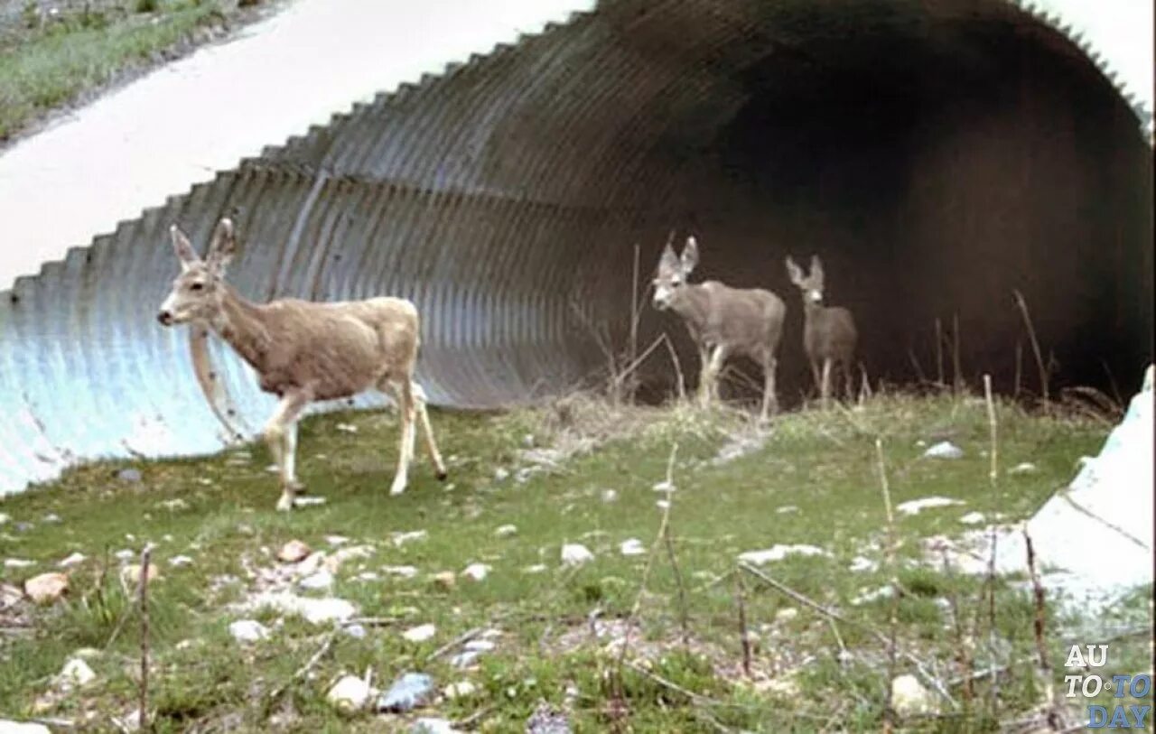 Animal bridge. Экодук Лосиный остров. Переход для лосей. Переход для диких животных. Мост для диких животных.