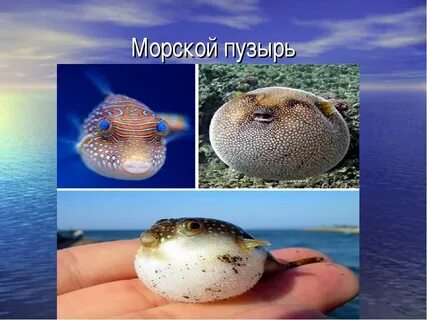 Определить морской