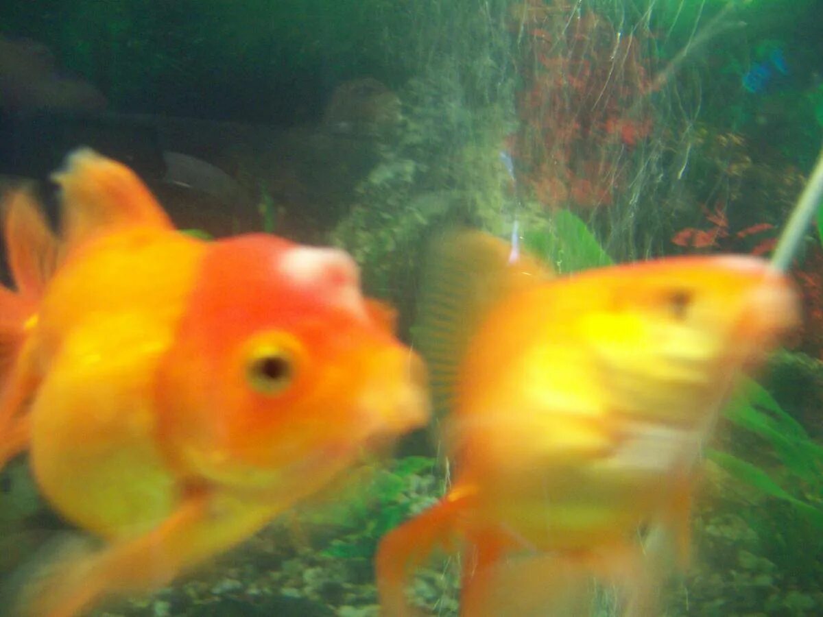 Аэромоноз аквариумных рыб. Ихтиофтириоз рыб манка. Колумнариоз у гуппи. Белый налет на золотой рыбке. Ихтиоспоридиоз аквариумных рыб.