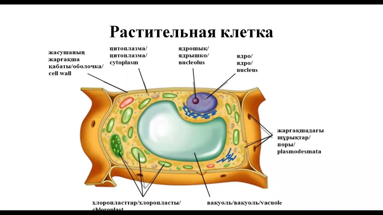 Биология видео 11 класс. Основные структурные компоненты клетки. Биология компоненты клеток. Понятие клетка. Клетка 11 класс.