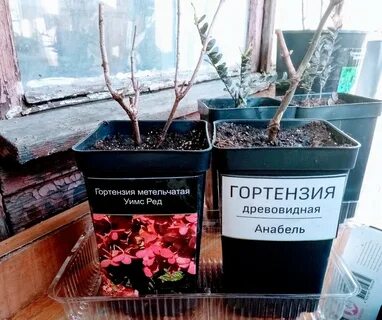 Как сохранить саженцы гортензии