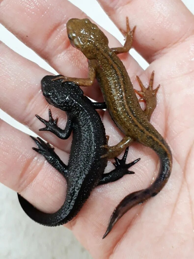 Тритон иглистый аквариумный. Крапчатый тритон. Тритон испанский желтый. Земноводные амфибии тритон. Обыкновенный тритон.