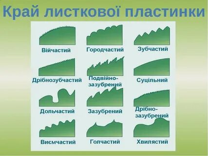 Край пластинки