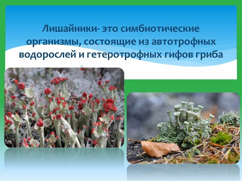 Лишайники это группа симбиотических организмов. Внутреннее строение лишайника. Лишайник это симбиотический организм состоящий из. Лишайники симбиотические организмы. Лишайник это симбиотический.