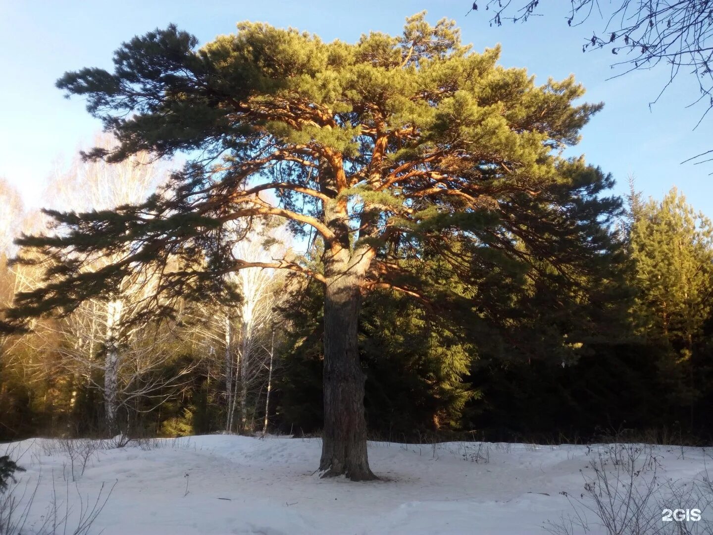 абрикос сибирский дерево. леса забайкальского края. заказник цасучейский бор забайкальский край. деревья забайкалья. сосна забайкалье.
