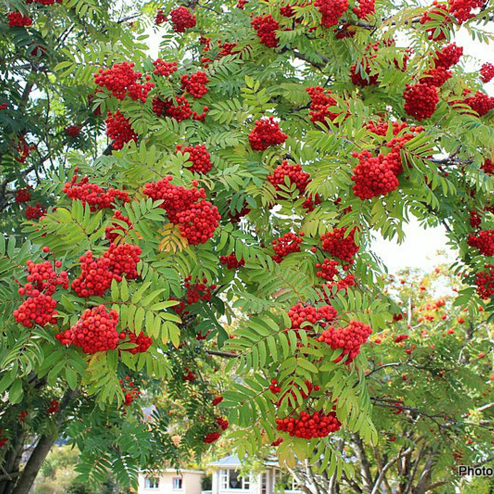 Рябина обыкновенная. Sorbus aucuparia дерево. Рябина обыкновенная кустовая. Рябина обыкновенная дерево.