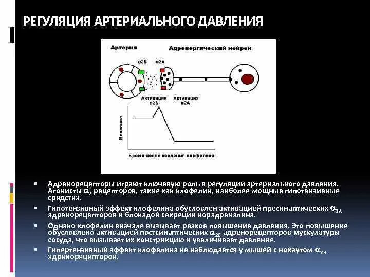 Функциональная схема регуляции ад. Схема регуляции артериального давления. Системные механизмы регуляции артериального давления. Функциональная система регуляции артериального давления. Где расположен центр регуляции кровяного давления