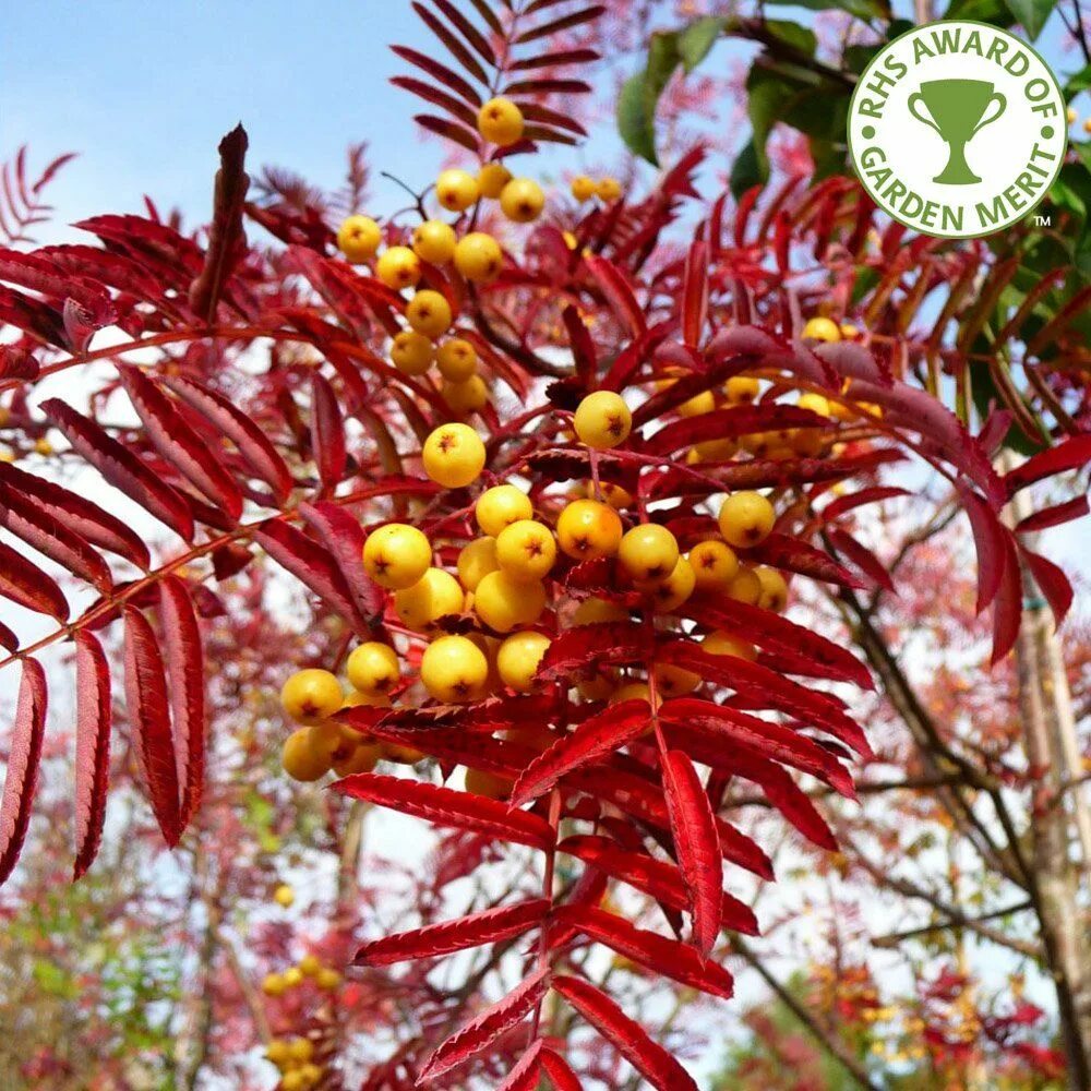 Рябина обыкновенная Невежинская желтая. Рябина кашмирская Sorbus cashmiriana. Рябина кашмирская Sorbus cashmiriana краснолистная. Рябина красная Невежинская.