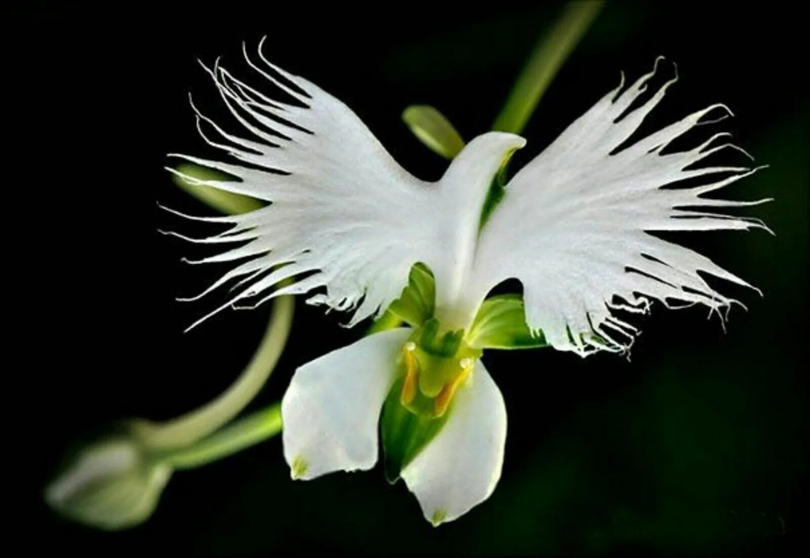 Хабенария Радиата. Орхидея Habenaria Radiata. Хабенария Радиата белая цапля. Habenaria Radiata. Орхидея хабенария медуза. Загадочные растения