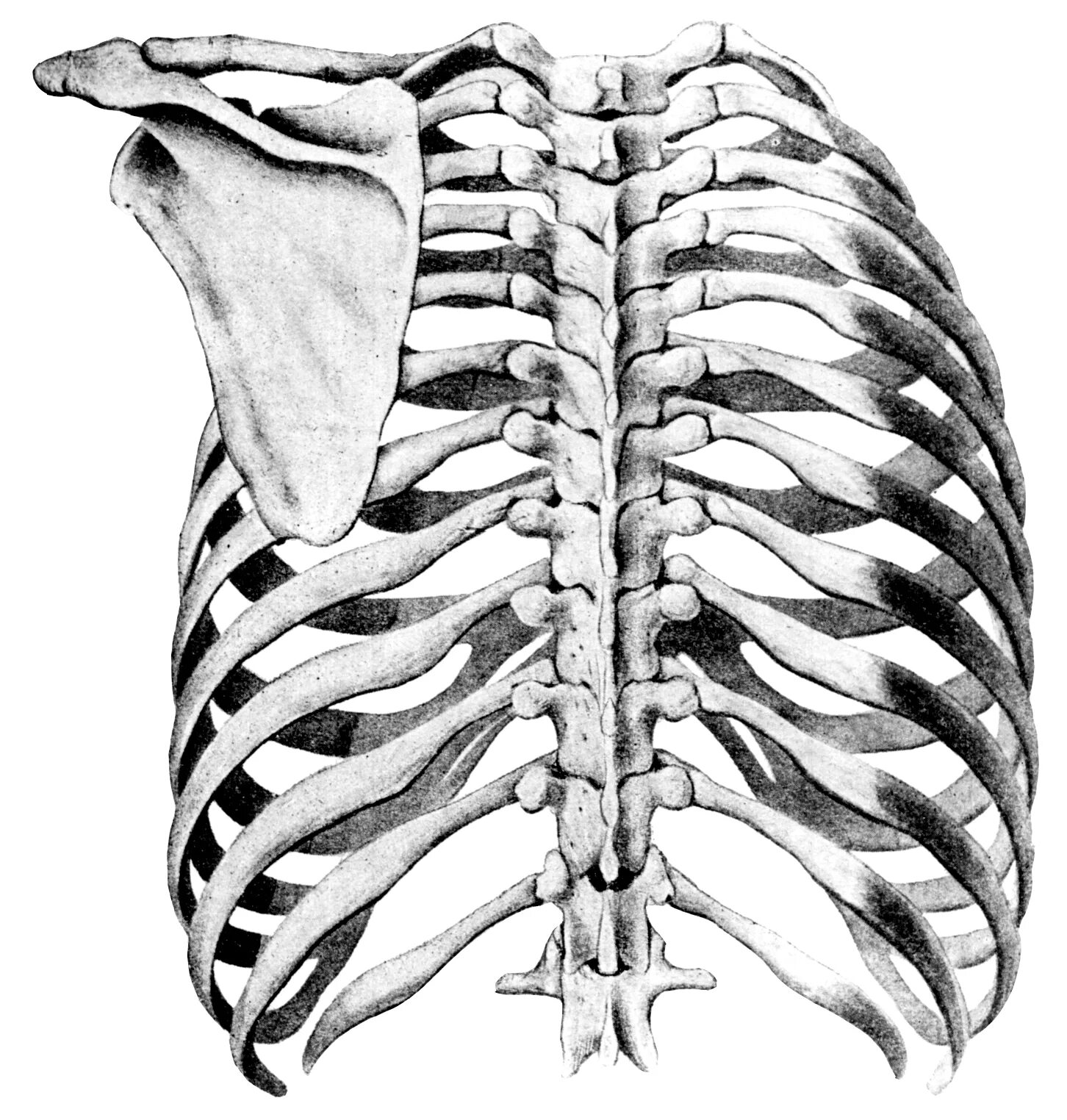 Анатомия ребер грудной клетки. Скелет грудной клетки анатомия. Скелет человека грудная клетка ребра. Скелет человека спина
