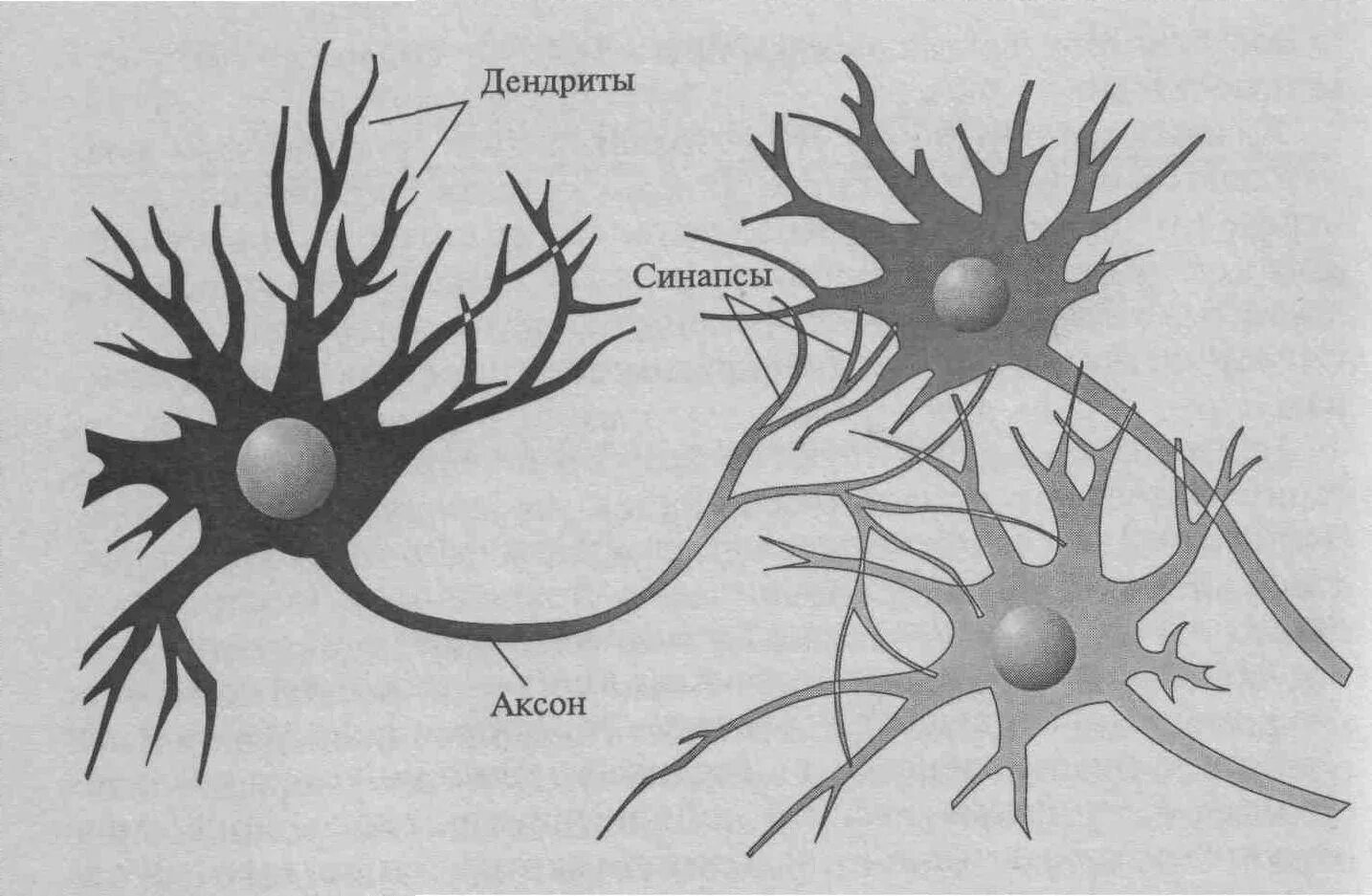 Аксон дендрит синапс. Схема нейронов и синапсов. Синапс аксона и дендрита. Строение нейрона Аксон дендрит синапс.